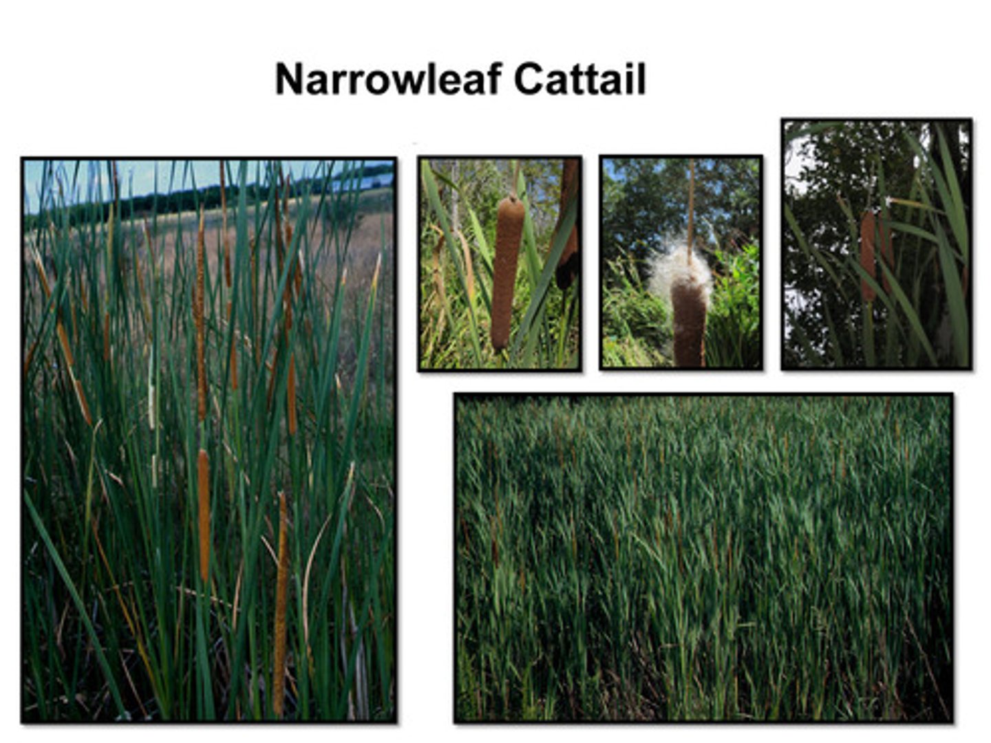 <p>narrow leaf cattail</p>