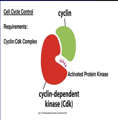 <ul><li><p>Cyclins are proteins whose levels increase and decrease predictably during the cell cycle; they act like an "on/off" switch.</p></li><li><p>CDKs (Cyclin-Dependent Kinases) are enzymes that are always present but are inactive unless a Cyclin is attached to them</p></li><li><p>Their combined activity is controlled by making or destroying Cyclins, which then turns the CDK "worker" enzymes on or off to drive the cell through the next stage of division</p></li></ul><p></p>