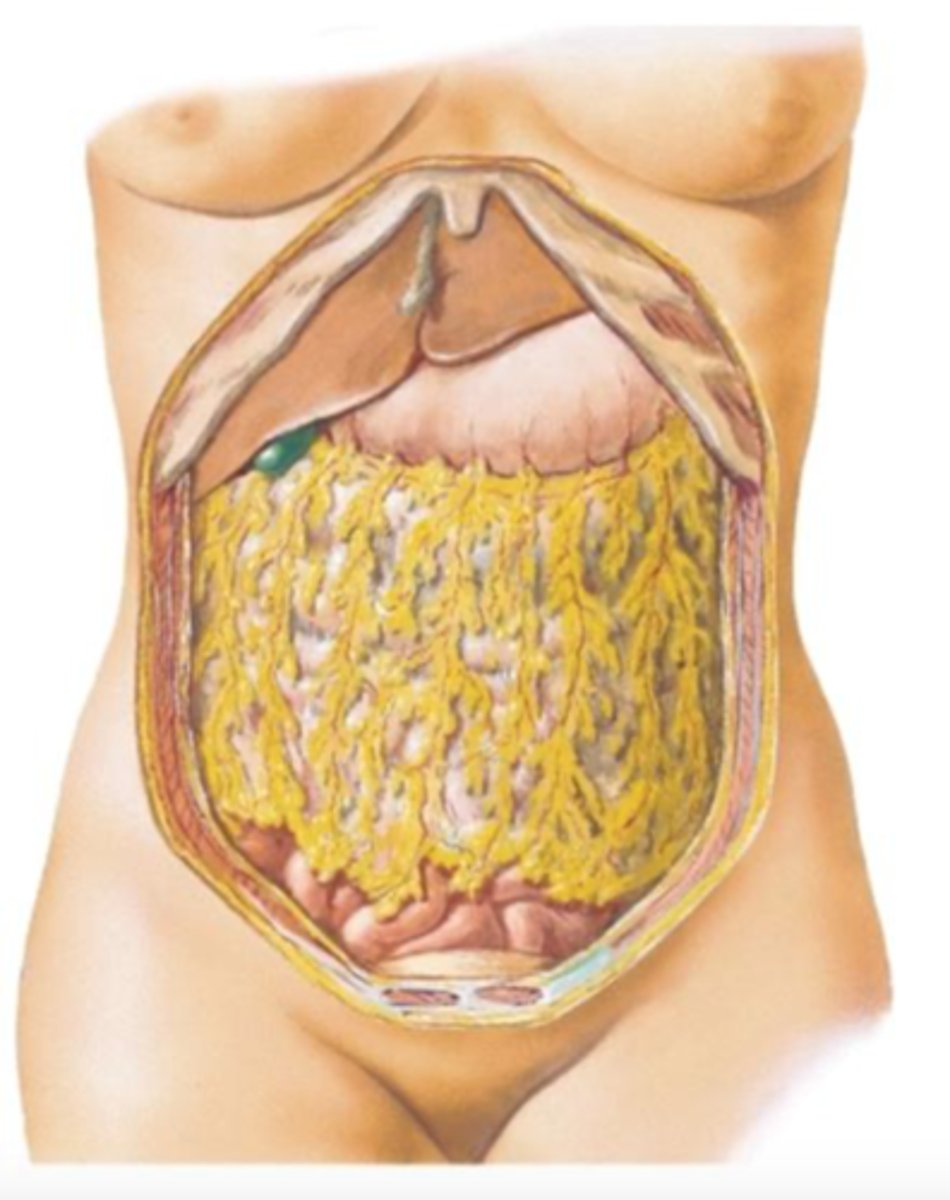 <p>greater omentum</p>