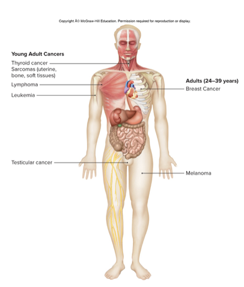 <ul><li><p>Body is unable to control the division of cells</p></li><li><p>Cancerous cells divide uncontrollably and interfere with normal physiology</p></li><li><p>Don’t do their job within the body, stop non-cancerous cells from doing their job</p></li></ul>