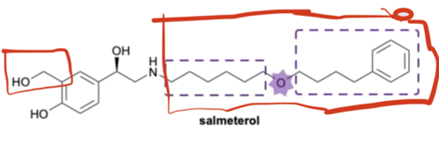 <p>- A substituent on the meta position of the aromatic ring that can form a hydrogen bond.</p><p>- A longer alkyl chain after the amine group.</p><p>These increase selectivity to the β2 receptor.</p>