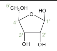 <p>Are nucleotides that are used to make RNA, containing the sugar ribose which has -OH attached to its 2'C. </p>