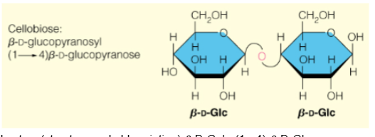 <p>𝛽-D-Glcp-(1-&gt;4)-𝛽-D-Glcp</p>
