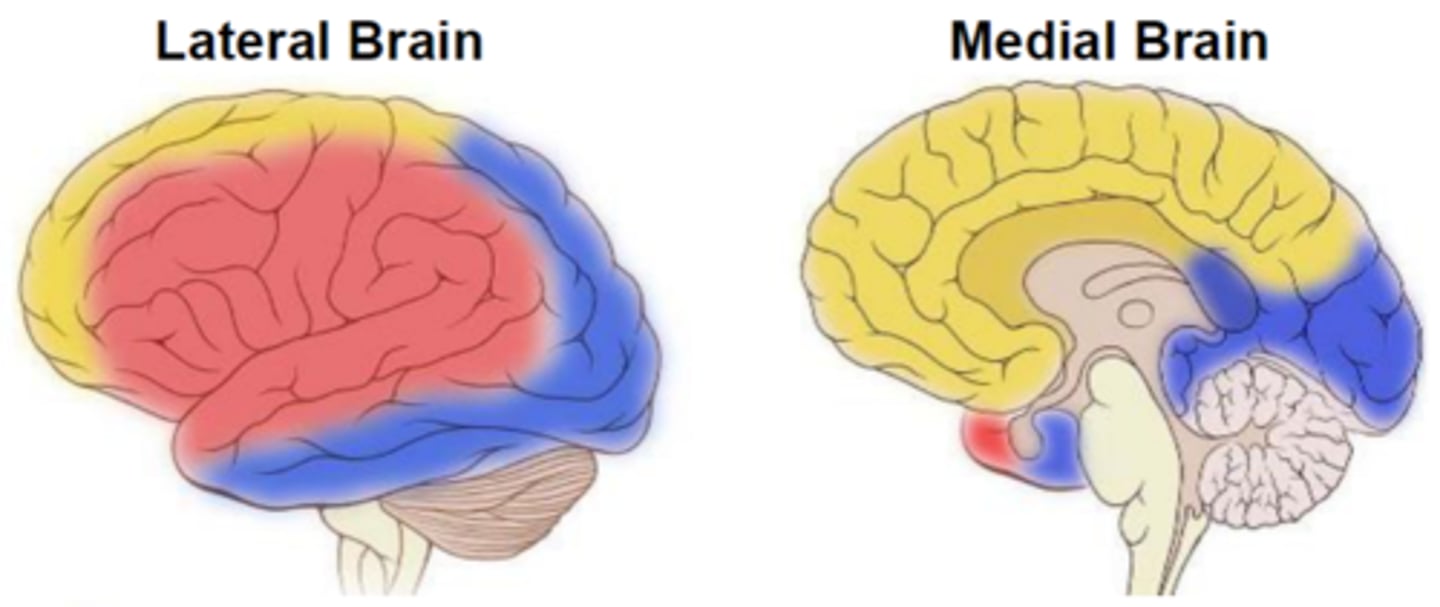 <p>medial &amp; lateral parts of the <strong>posterior</strong> <strong>cerebrum</strong> (<span class="bgB">in blue</span>)</p><p></p><p>***problems with the Posterior cerebral artery can affect vision/visual cortex!</p>