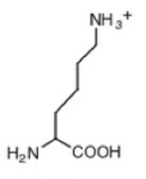 <p>Lysine (K)</p>