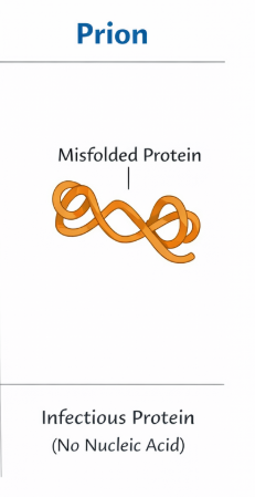 <p>made of only proteins</p>