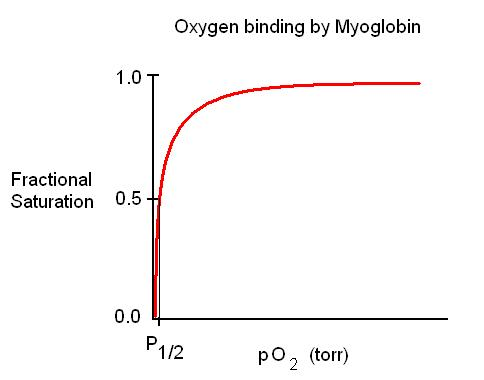<p>Hyperbolic (efficient at binding, inefficient at release)</p>