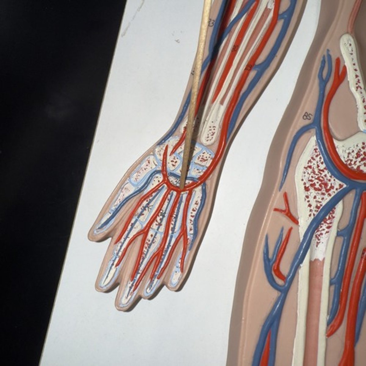 <p>Identify the structure.</p>