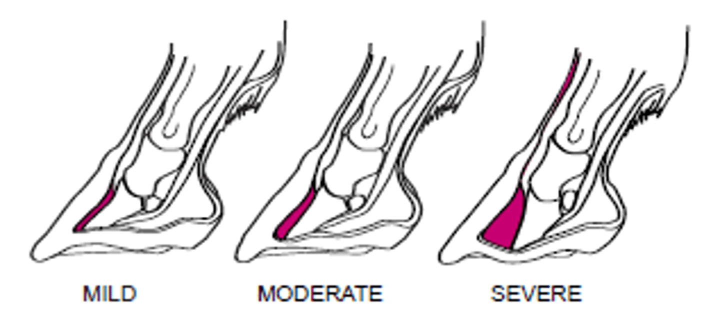 <p>Inflammation of the sensitive laminae of the foot</p><p>Causes: Endotoxin-induced microthrombosis, altered vascular flow, vasoconstriction, enzyme destruction, grazing during certain months, grain overload, GI inflammation, metritis, retained placenta, endotoxemia, sepsis, pleuropneumonia, Cushing's, prolonged weight bearing, black walnut exposure</p>