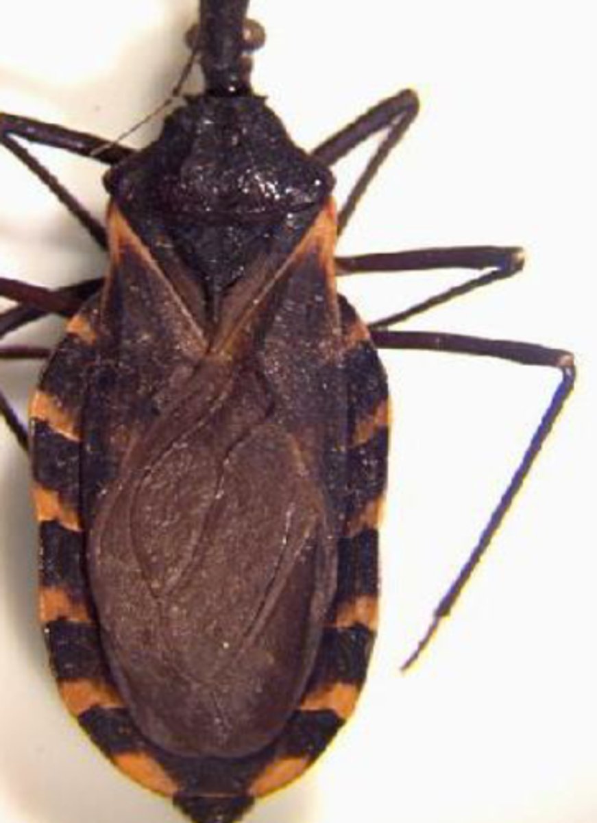 <p>T. Cruzi insect host</p><p> (Fam. Reduviidae Subfam. Triatomiane)</p>