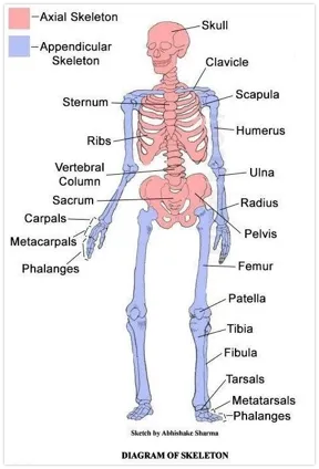 <ul><li><p>consists of the bones of the upper and lower limbs + shoulders and pelvis</p><ul><li><p>limbs, pectoral and pelvic girdles.</p></li></ul></li></ul><p></p>
