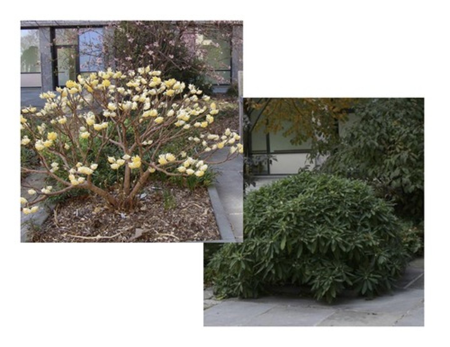 <p>-Prominent spotting on branches from leaves</p>