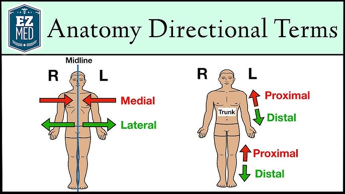 <p> sites located away from a specific area, most often the center of the body. In medicine, it refers to parts of the body further away from the center.</p>