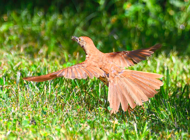 <p>Brown Thrasher</p>