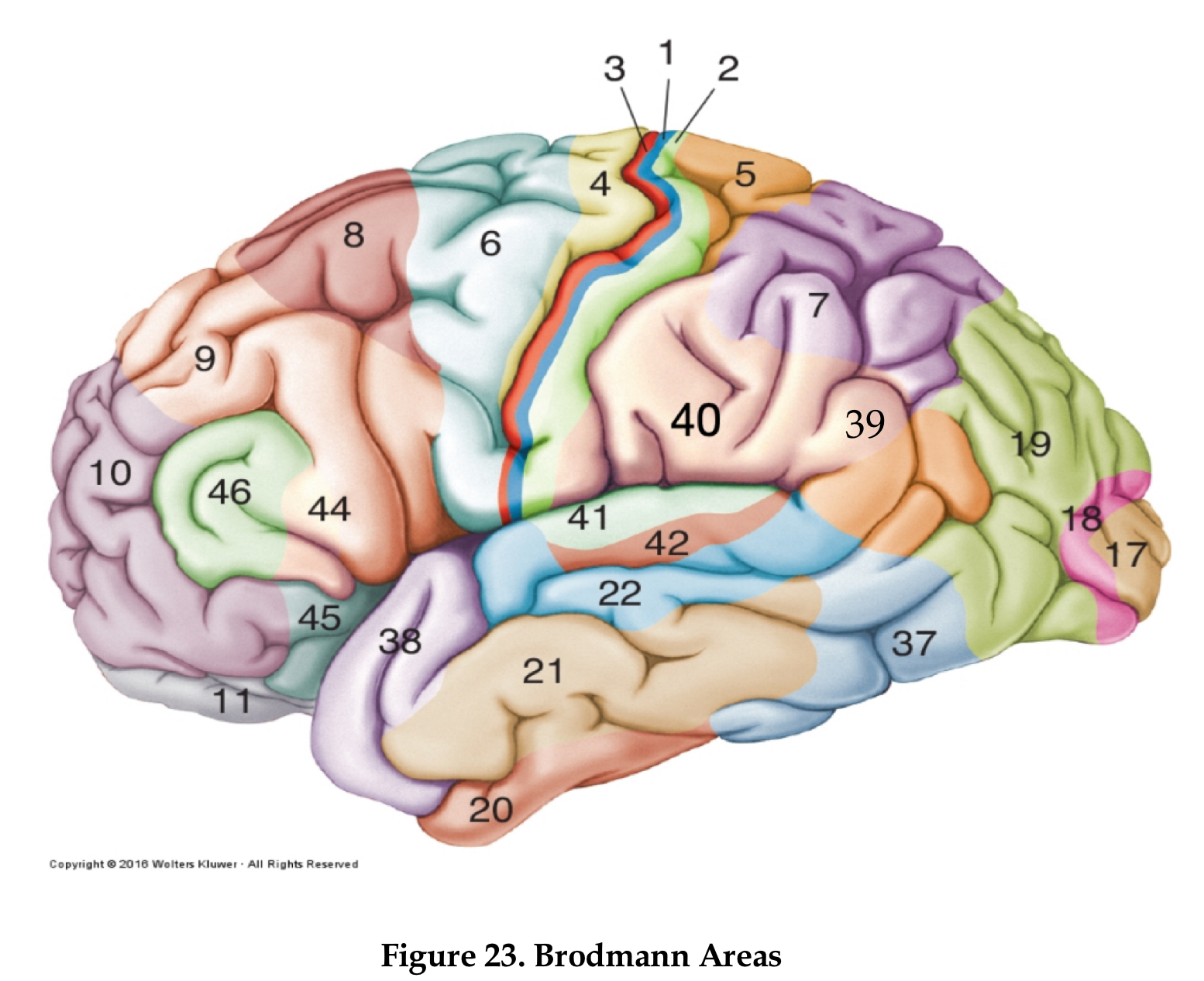 <p>premotor cortex</p>