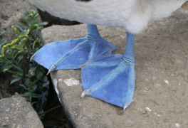 <p><span><span>webbing occurs when all four digits are included in the webbing</span></span></p>