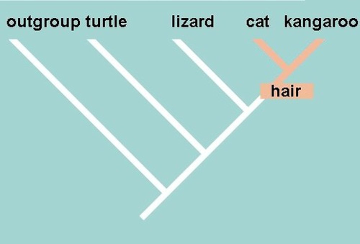 <p>characteristic that appears in recent parts of a lineage but not in its older members</p>