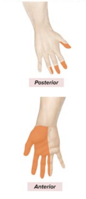<p>Sensory: lateral palm, anterior digits 1-3</p><p>Motor: anterior forearm muscles (NOT Flexor Carpi Ulnaris), Thenar muscle</p>