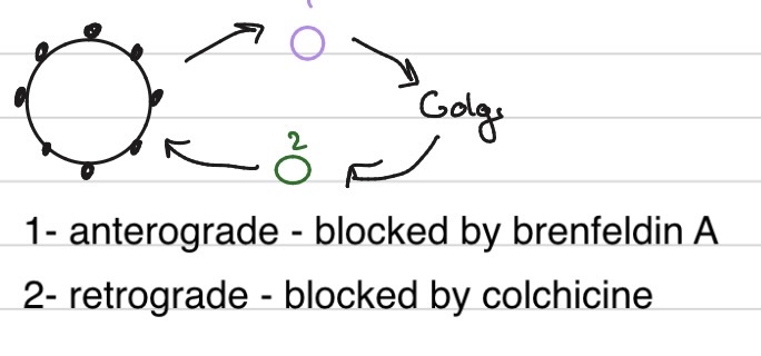 <ul><li><p>aka tail (carboxy end) - anchored proteins</p></li><li><p><span>RER</span></p></li><li><p><span>No SRP + SRP receptor </span></p></li></ul><p></p>
