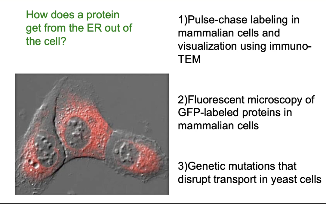 <ul><li><p><strong>Pulse-chase labeling + immuno-TEM</strong>:</p><ul><li><p>First technique to track protein movement in mammalian cells</p></li></ul></li><li><p><strong>Fluorescent microscopy</strong> with <strong>GFP-tagged proteins</strong>:</p><ul><li><p>Visualized live protein transport</p></li></ul></li><li><p><strong>Yeast mutants with transport defects</strong>:</p><ul><li><p>Helped identify key proteins in the pathway</p></li></ul></li></ul><p></p>