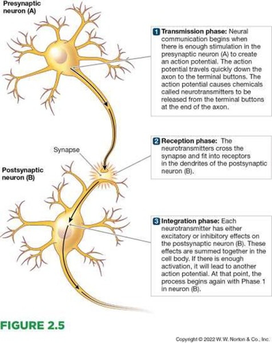<p>Connections formed by neurons that communicate selectively with each other.</p>