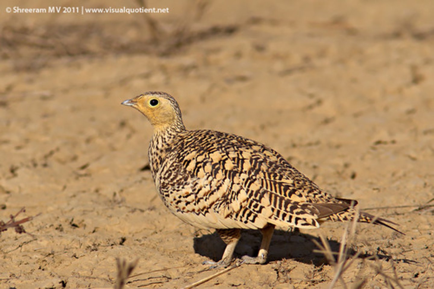 <p>Sandgrouse</p>