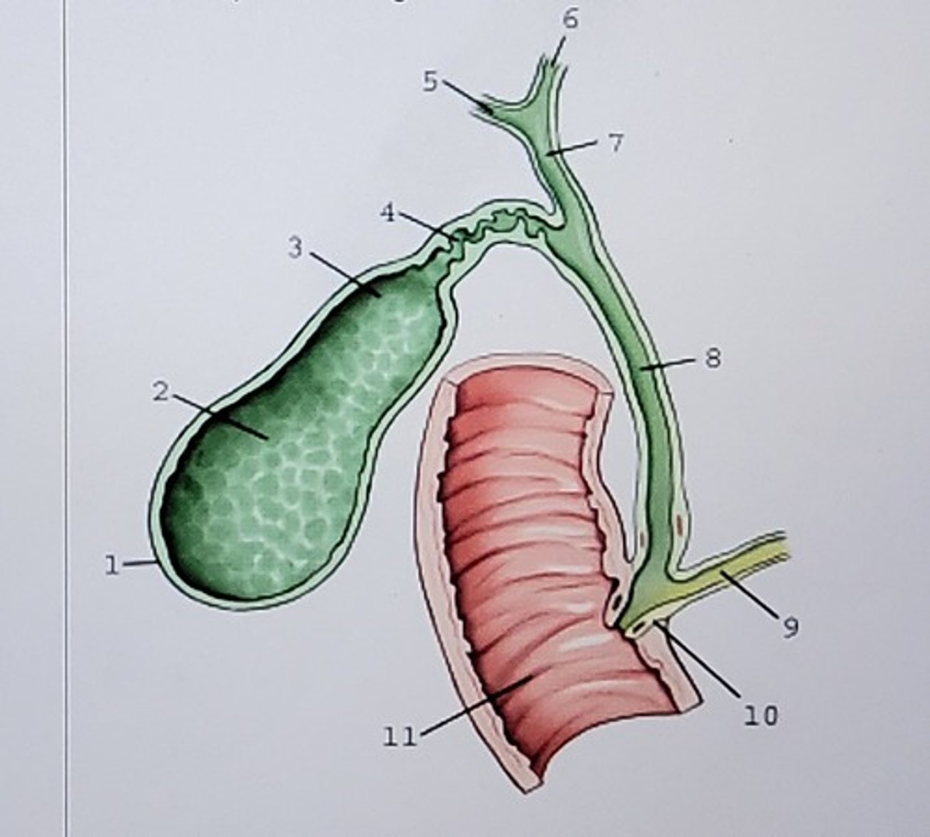 <p>Label this picture:</p>