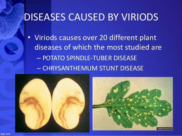 <p>viroids </p>