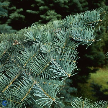 nordmannsgran (kungsgran) 