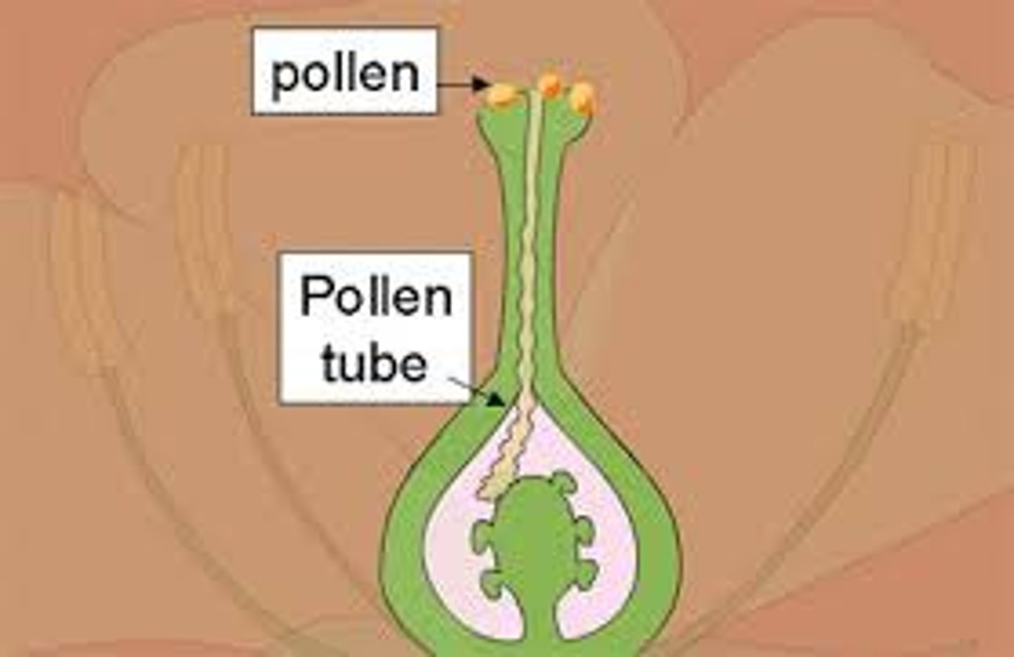<p>A tube that forms after the pollen grain lands on the stigma. Its role is to deliver the pollen nucleus to the ovule.</p>
