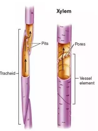 **Xylem- Vascular tissue** that **carries water** (+dissolved minerals inside) from the roots to the leaves (**unidirectional**, one way)

2 components:

Tracheids- have tapering ends that overlap with adjacent cells

Vessel elements- larger and stacking cells, transport more