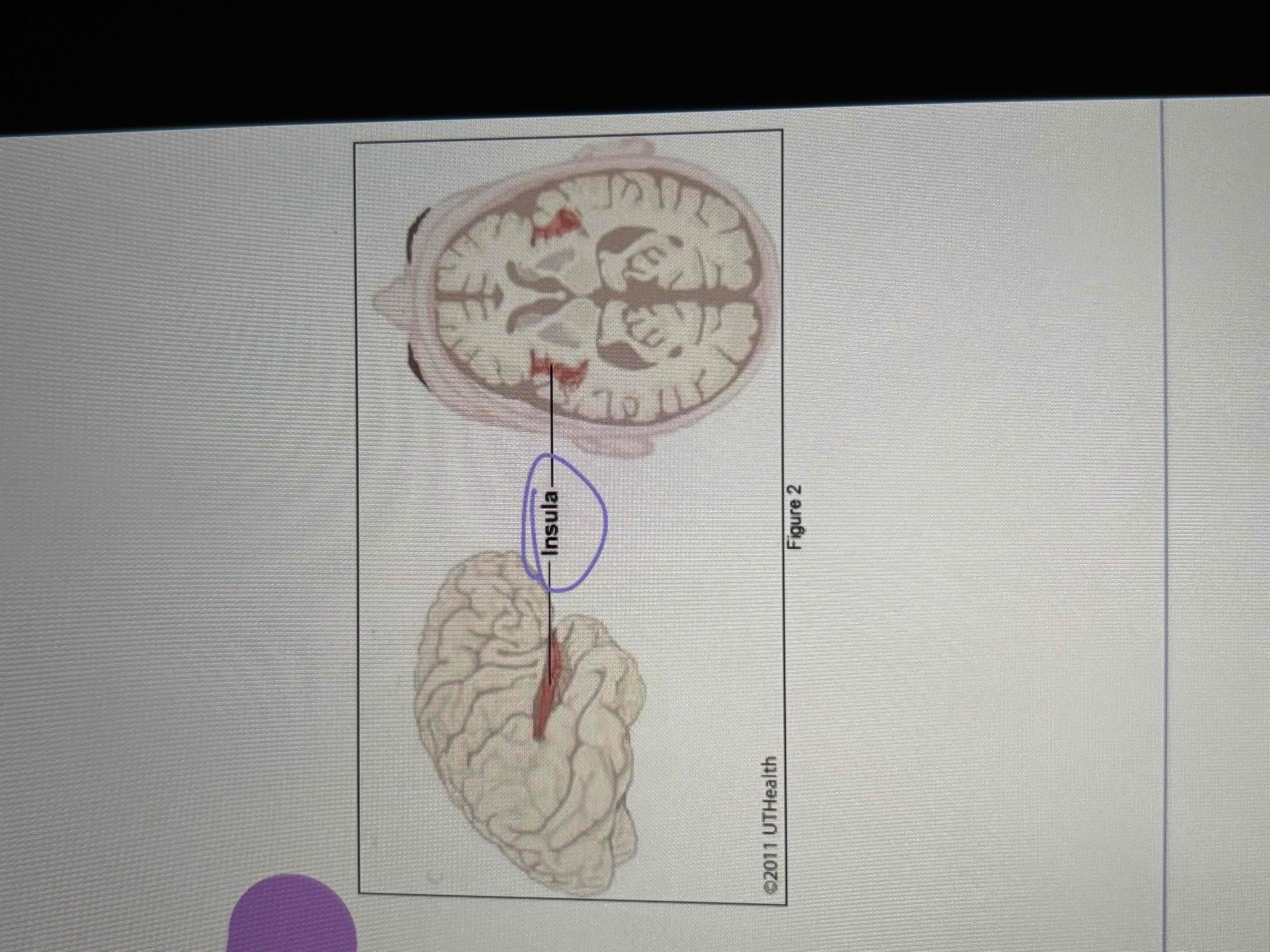 <ul><li><p>forms the “floor” of the lateral sulcus, sitting deep to the frontal and temporal lobes</p></li><li><p>Involved in a variety of functions, including pain and autonomic regulation, as well as taste, auditory, and vestibular processing</p></li></ul>