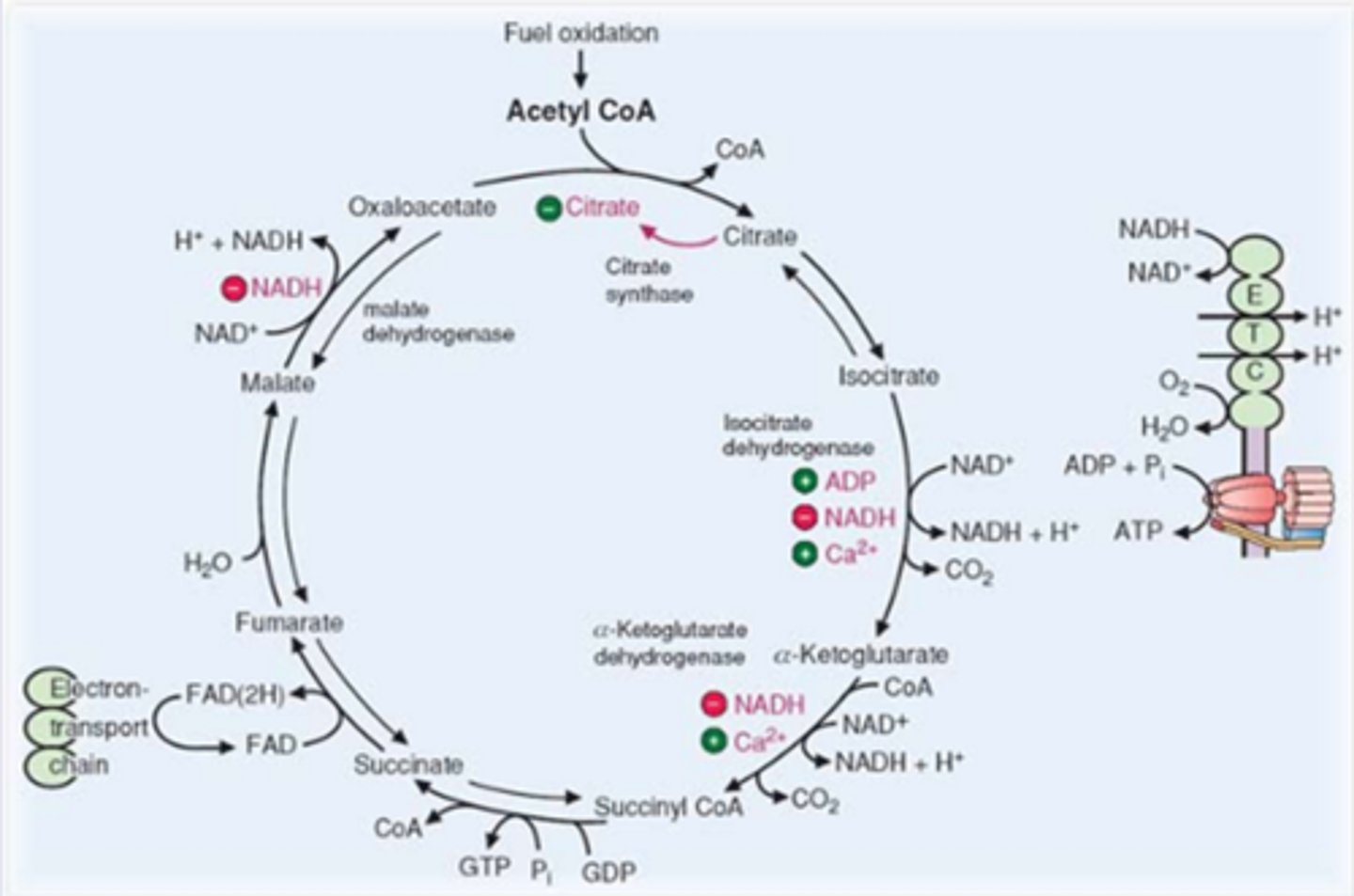 <p>In contrast to glycolysis which is primarily regulated by PFK-1, the TCA cycle is controlled by the regulation of several enzymes: <br>-citrate synthesis <br>-isocitrate dehydrogenase (allosteric; one of rate limiting)<br>-alpha- KG dehydrogenase<br>-TCA cycle intermediates<br><br>Malate->OAA inhib by NADH<br>Citrate when high inhib own synthesis<br>isocitrate->aKG stim by ADP, Ca2+, inhib by NADH<br>aKG->Succ Coa stim by Ca2+, inhib by NADH</p>