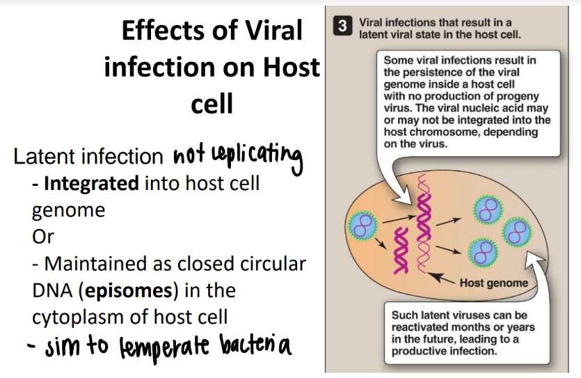 <ol><li><p>INTEGRATE in host cell genome </p></li><li><p>stays as CLOSED circular episomes on the side of the cell </p><ul><li><p>which can later be activated…. ooooo </p></li></ul></li></ol>