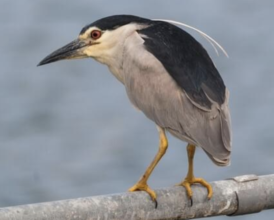 <p>bird?</p>