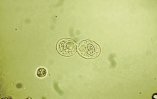 Oval RTE cells