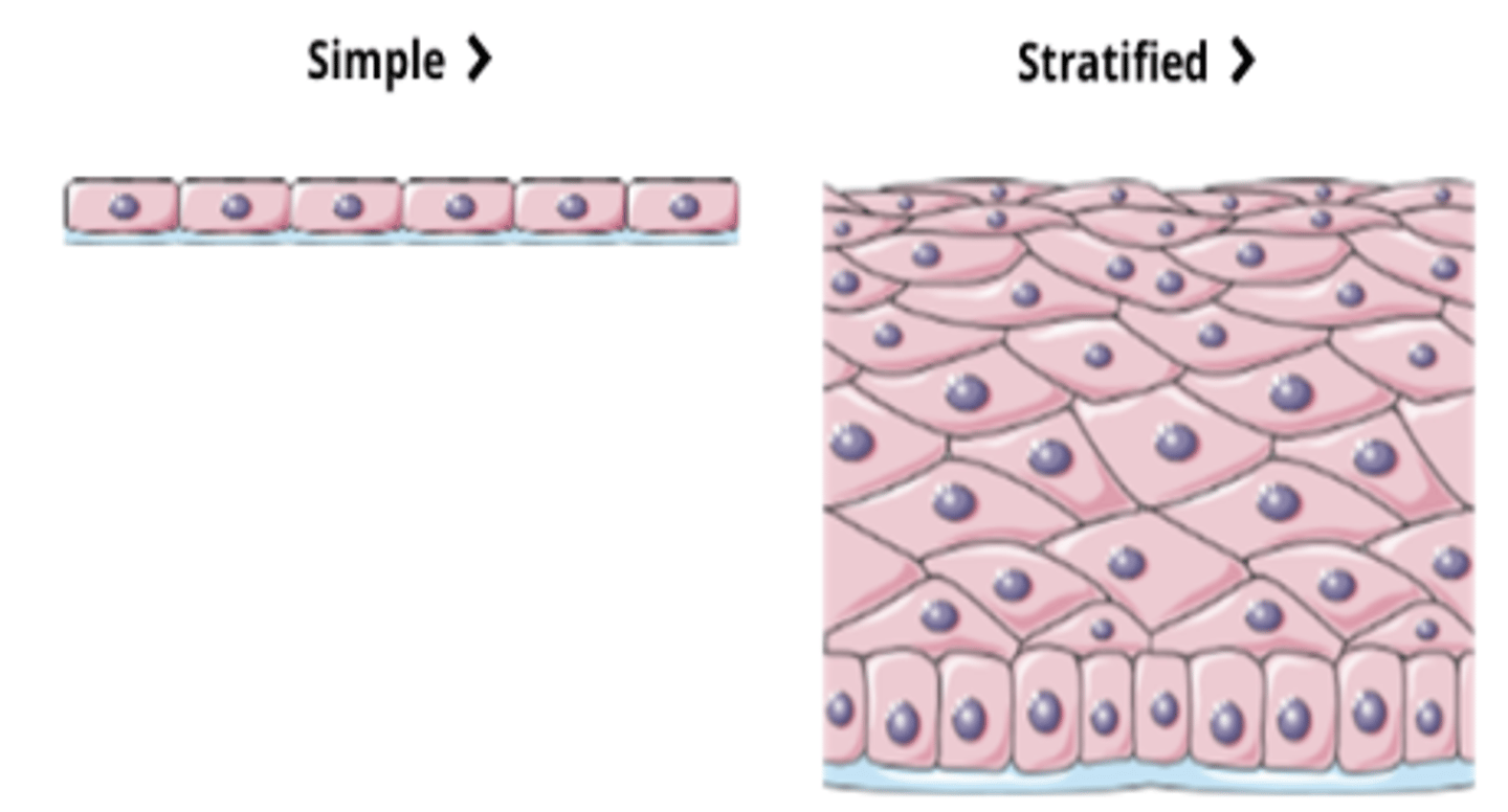 <p>- Simple = Only one cell layer thick</p><p>- Stratified = Two or more layers thick, only the deepest layer of cells is in contact with the basal lamina</p>