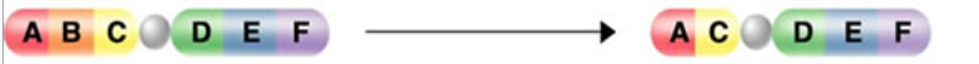 <p>deletion</p>