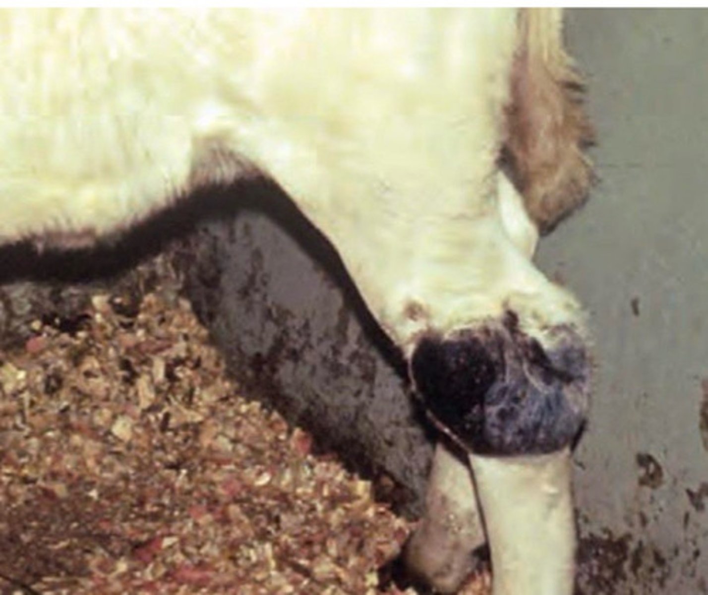 <p>What is this slow growing, benign mass showing up as a firm, dark brown nodular mass?</p>