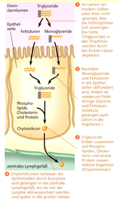 **Fettaufnahme** nach **Emulsion durch Gallensäure** 

Abbau der Fette durch **Lipasen** 

Diffusion in Epithelzellen und neue Bildung von **Triglyzeriden** 

Bindung an Chylomikrone und Weitergabe an das **Lymphgefäßsystem**