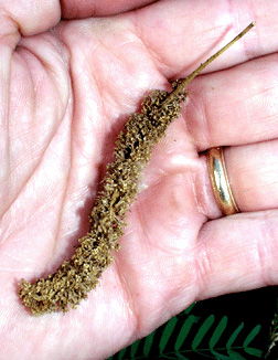 <p>Scientific Name</p>