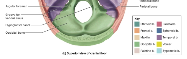 <p>Occipital bone</p>