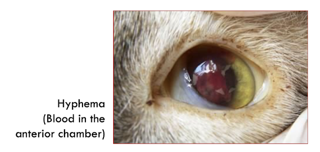 <p>Feline Infectious Peritonitis (<strong>FIP</strong>) → type III hypersensitivity rx (FIV also type IV)</p>