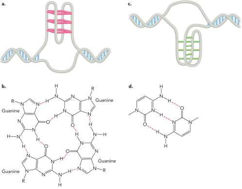 <ul><li><p>Triplet interactions can occur between a single-stranded region of DNA, or RNA with an RNA, DNA, or RNA-DNA duplex</p></li><li><p>This can result in a triple helix (triplex)</p></li><li><p>Quadruplets can occur among guanine bases found in particular G-rich DNA sequences</p></li><li><p>Intercalated motif (I-motif) structures consist of hydrogen bonds between hemiprotonated cytosine residues</p></li></ul><p></p>
