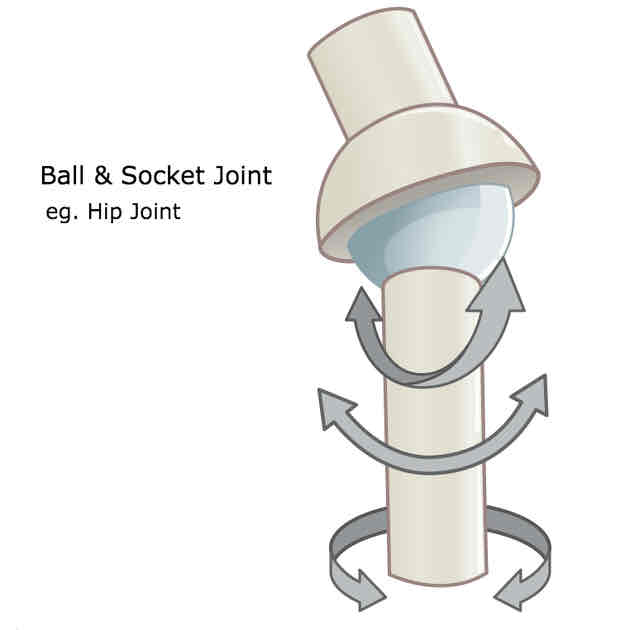 <p>Shoulder joint and hip joint</p><p>Allows indefinite amount of movements</p>