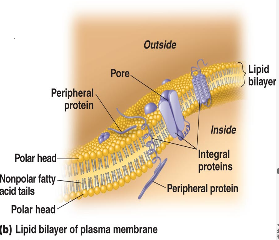 <p><span>•regulates passage into and out of cell (= transport)</span></p><ul><li><p><span>made of phospholipid bilayer and proteins</span></p></li></ul><p></p>