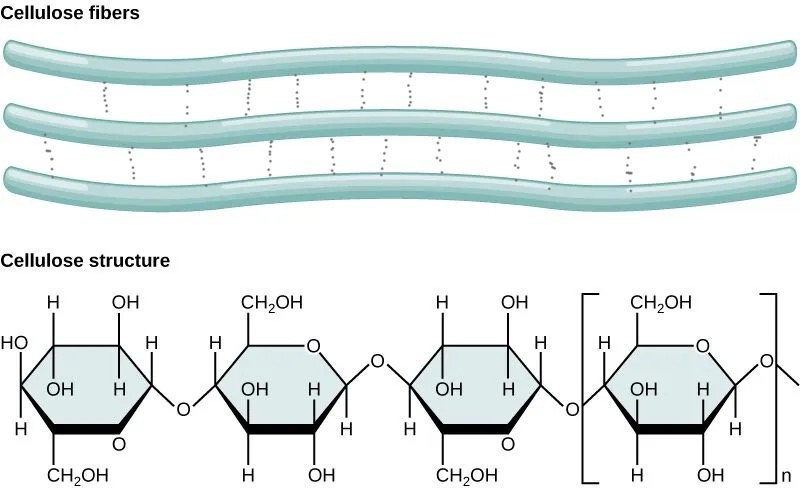 <p>What are cellulose microfibrils?</p>