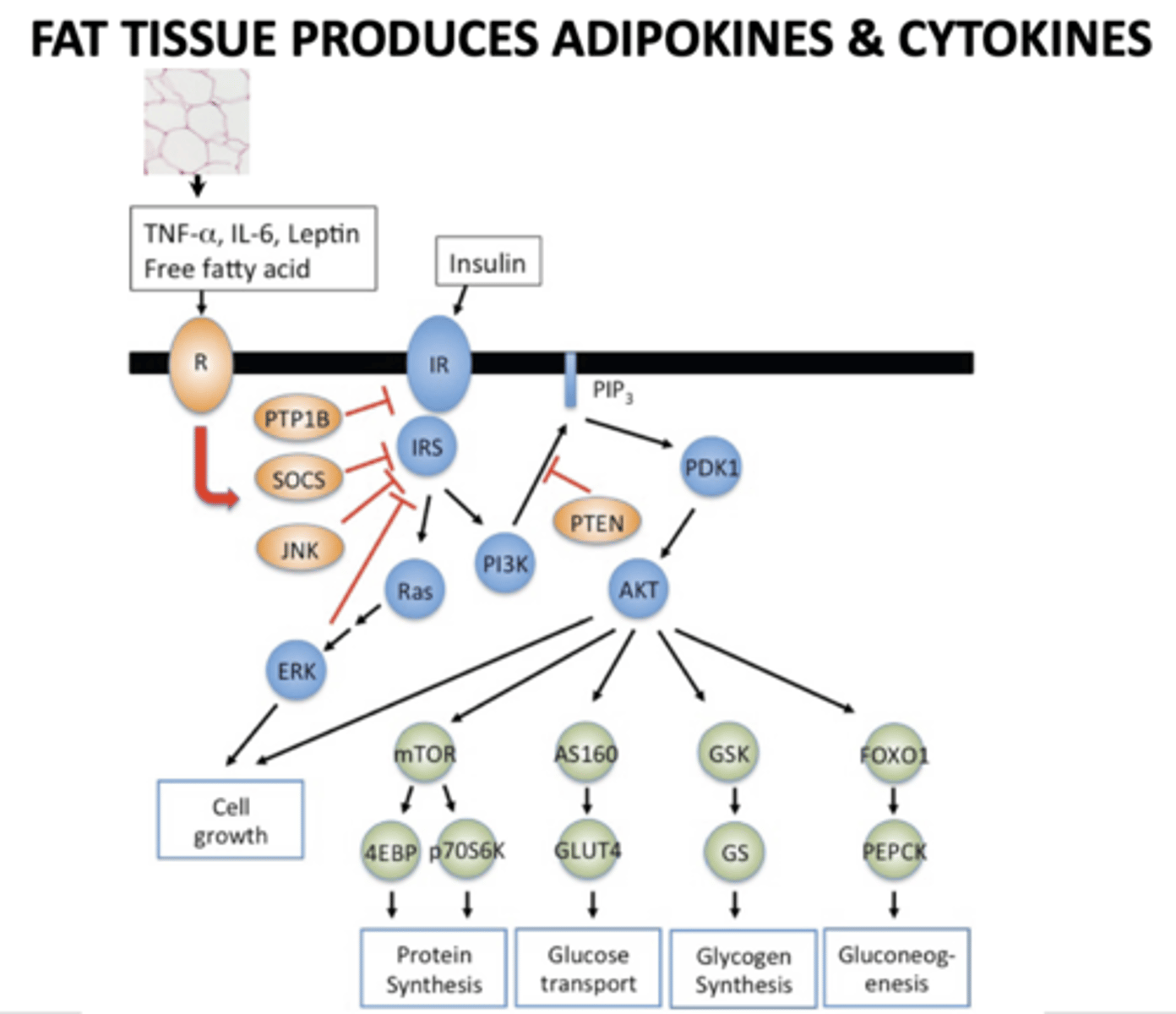 <p>Fat tissue</p>