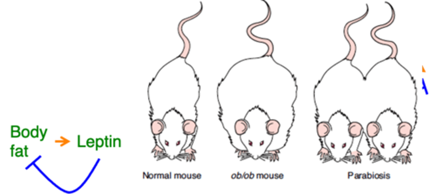 <p>If you link an ob/ob mouse's bloodstream with a normal mouse, what happens?</p>