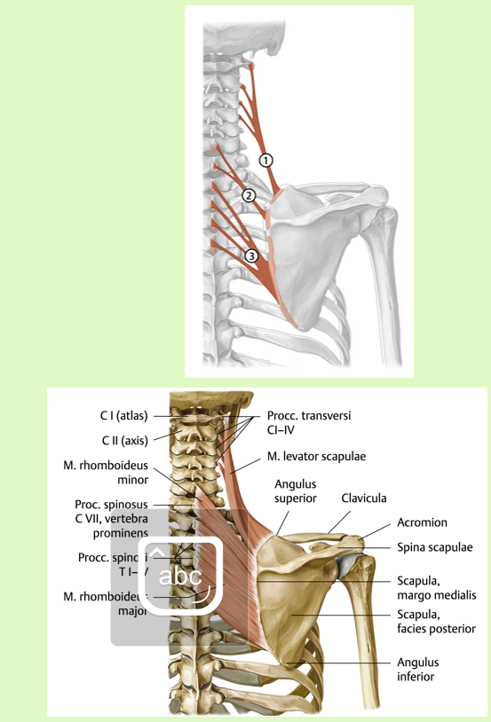 <p><span data-name="black_small_square" data-type="emoji">▪</span><span><span> Origo:<br></span></span><span data-name="black_small_square" data-type="emoji">▪</span><span><span> processus transversi C I- C IV</span></span></p><p><span><span><br></span></span><span data-name="black_small_square" data-type="emoji">▪</span><span><span> Insertie:<br></span></span><span data-name="black_small_square" data-type="emoji">▪</span><span><span> angulus superior van de scapula</span></span></p><p><span><span><br></span></span><span data-name="black_small_square" data-type="emoji">▪</span><span><span> Functie:<br></span></span><span data-name="black_small_square" data-type="emoji">▪</span><span><span> Scapulothoracale gewricht: Elevatie en<br>glijden naar mediaal (retractie) van de<br>scapula in het scapulothoracale gewricht<br></span></span><span data-name="black_small_square" data-type="emoji">▪</span><span><span> Geïnverseerde functie C WK: ipsilaterale<br>lateroflexie en homolaterale rotatie (+<br>extensie bij bilaterale contractie) van de<br>cervicale wervelkolom.</span></span></p><p><span><span><br></span></span><span data-name="black_small_square" data-type="emoji">▪</span><span><span> Innervatie:<br></span></span><span data-name="black_small_square" data-type="emoji">▪</span><span><span> n. dorsalis scapulae (C4-C5)</span></span></p>